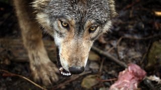 Ein Wolf hat bei Hinterweidenthal Schafe und Ziegen getötet