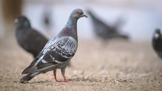 In Kaiserslautern sind Tauben vergiftet worden. Nach Angaben der Taubenhilfe ist noch nicht klar, wer dafür verantwortlich ist. 