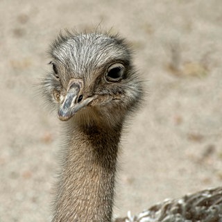 Ein Nandu - das tote Tier aus dem Westen der Pfalz wird obduziert