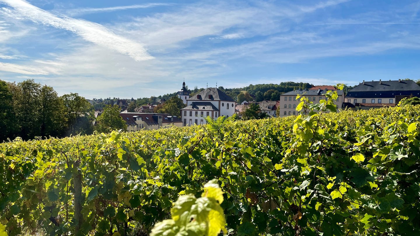 Das Weingut Boudier & Koeller aus Stetten baut auch Wein im Schlossgarten in Kirchheimbolanden an.