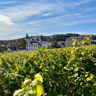 Das Weingut Boudier & Koeller aus Stetten baut auch Wein im Schlossgarten in Kirchheimbolanden an. 