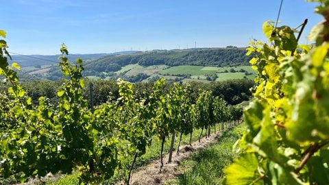 Auch im westlichen Donnersbergkreis wird Wein angebaut, wie hier an der Moschellandsburg in Obermoschel. 