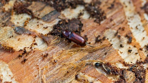 Viele Borkenkäfer im Pfälzerwald - Borkenkäfer frisst sich durch Rinde