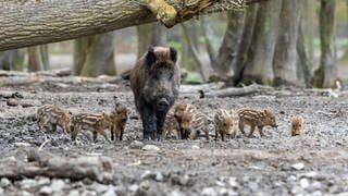 Mehr Wildschweine und Borkenkäfer im Westen der Pfalz - Wildschweine mit Jungen auf einer Waldlichtung