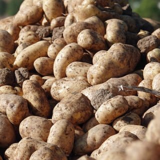 Kartoffeln auf einem großen Haufen - in der Westpfalz war die Ernte nicht gut, die Preise bleiben aber stabil