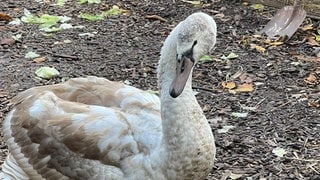 Dieser Schwan ist am Wochenende auf der A6 bei Kaiserslautern notgelandet.