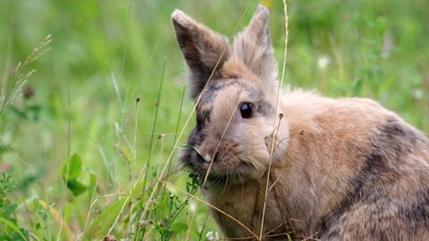 Ein Kaninchen sitzt im Gras 