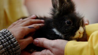 Kinder beschützen ein krankes Kaninchen