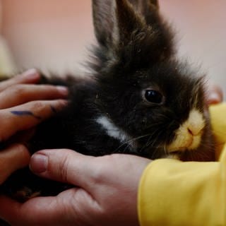 Kinder beschützen ein krankes Kaninchen