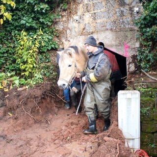 Nach 21 Stunden konnte das Pferd aus der Güllegrube vom THW Kaiserslautern gerettet werden.