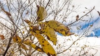 Eine Kastanie im Herbst 