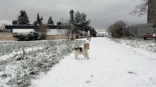 In der Westpfalz gab es nur wenige Unfälle wegen des Schnees