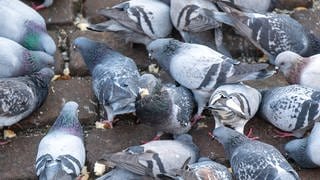 Die Taubenhilfe in Kaiserslautern darf die Tauben füttern, doch die Helfer werden angegriffen.