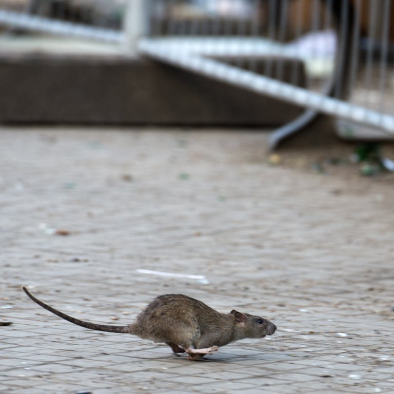 In Primasens gibt es eine Rattenplage und die Stadt legt Giftköder aus. Das Symbolbild zeigt eine Ratte, die über die Straße läuft.