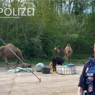 Ein Kamel hat in Kaiserslautern anderen Zirkustieren dabei geholfen, aus ihrem Gehege auszubrechen. Die Polizei fing die Tiere wieder ein.