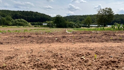 Wegen der Trockenheit sorgt sich Landwirt Daniel Fischer vom Hitscherhof Kürbishof in Maßweiler im Kreis Südwestpfalz wie andere Bauern in der Westpfalz um seine Ernte.