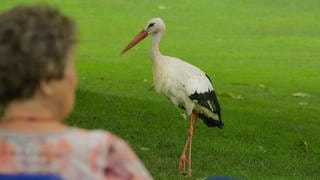 In den vergangenen Jahrzehnten haben sich viele Störche wieder in der Pfalz angesiedelt. Das Glantal ist bei den Tieren als Brutstätte sehr beliebt.