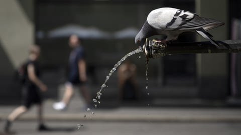 Durch den fehlenden Regen finden Tauben in den Städten nicht mehr genügend Wasser. 