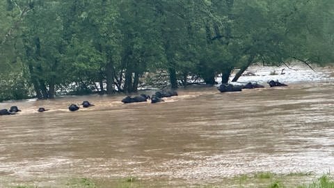 Wasserbüffel schwimmen auf einer überschwemmten Wiese bei Hochwasser. (Tierrettung Contwig, Kai Harstick)