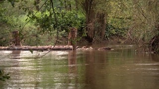 Ein Treibgutfänger im Glan hat einen Ast aufgefangen