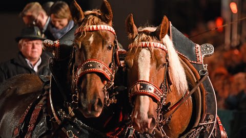Zwei Pferde ziehen eine Kutsche mit mehreren Menschen - Pferdegala im Rahmen des "Euroclassic"-Festivals in Zweibrücken
