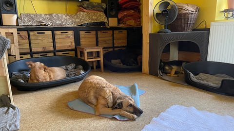Im ganzen Haus stehen Körbchen verteilt. Feste Plätze gibt es nicht. Jeder Hund kann schlafen wo er möchte. 