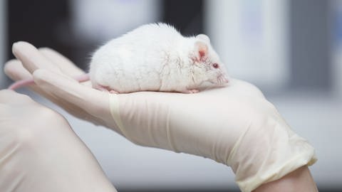 Tierversuch Ratte Labor Medizin