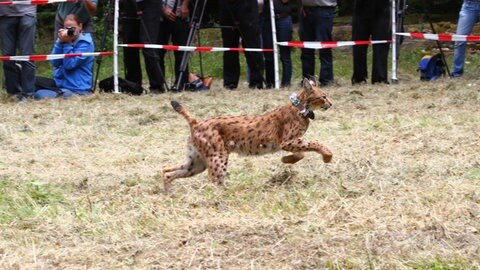 Ein Luchs wird im Pfälzerwald freigelassen