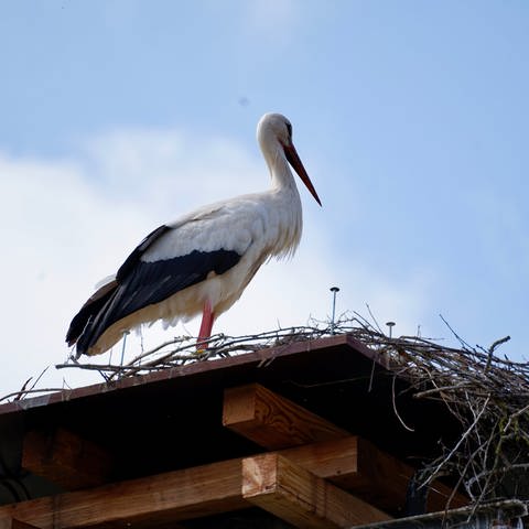 Der Storch fühlt sich wohl in Herschweiler-Pettersheim im Kreis Kusel. 