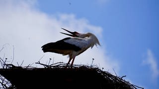 Der Storch klappert in seinem Nest in Herschweiler-Pettersheim gerne mal drauf los. Die Nachbarn stört das nicht - im Gegenteil. 