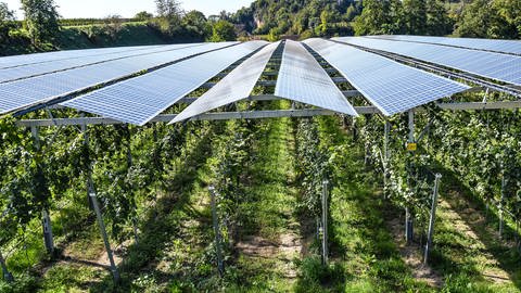 Die Bürger-Energie-Genossenschaft Südwestpfalz Saarpfalz hat in der Region Vieles vor. Bald sollen Freiflächen-PV und Agri-PV-Anlagen dazukommen (siehe Symbolbild).
