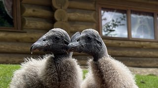 Die beiden Kondor Küken sind sich einig: Durchmarsch durch die Vorrunde, EM-Achtelfinale hallo! Die Orakel haben gesprochen. 