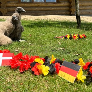 Wer verliert das EM-Achtelfinale zwischen Deutschland und Dänemark? Die coolen Kondor Kids vom Potzberg orakeln wieder. 