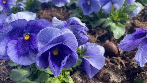 Blumenbeet mit Stiefmütterchen - Pirmasens bewirbt sich um Landesgartenschau 2032