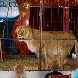 Löwin blickt durch Gitterstäbe - in die Tierauffangstation Maßweiler in der Südwestpfalz kommt bald eine Löwin