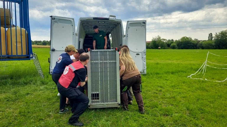 Hier wird Manuschka in ihrer Box in den Transporter gebracht. Es braucht mehrere Helfer, die ehemalige Zirkuslöwin wiegt mehr als 100 Kilo. 