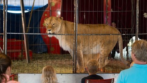 Dieser Blick durch Gitterstäbe ist für die Löwin Geschichte! in der Tierauffangstation Maßweiler in der Südwestpfalz hat sie ein neus zu Hause. 
