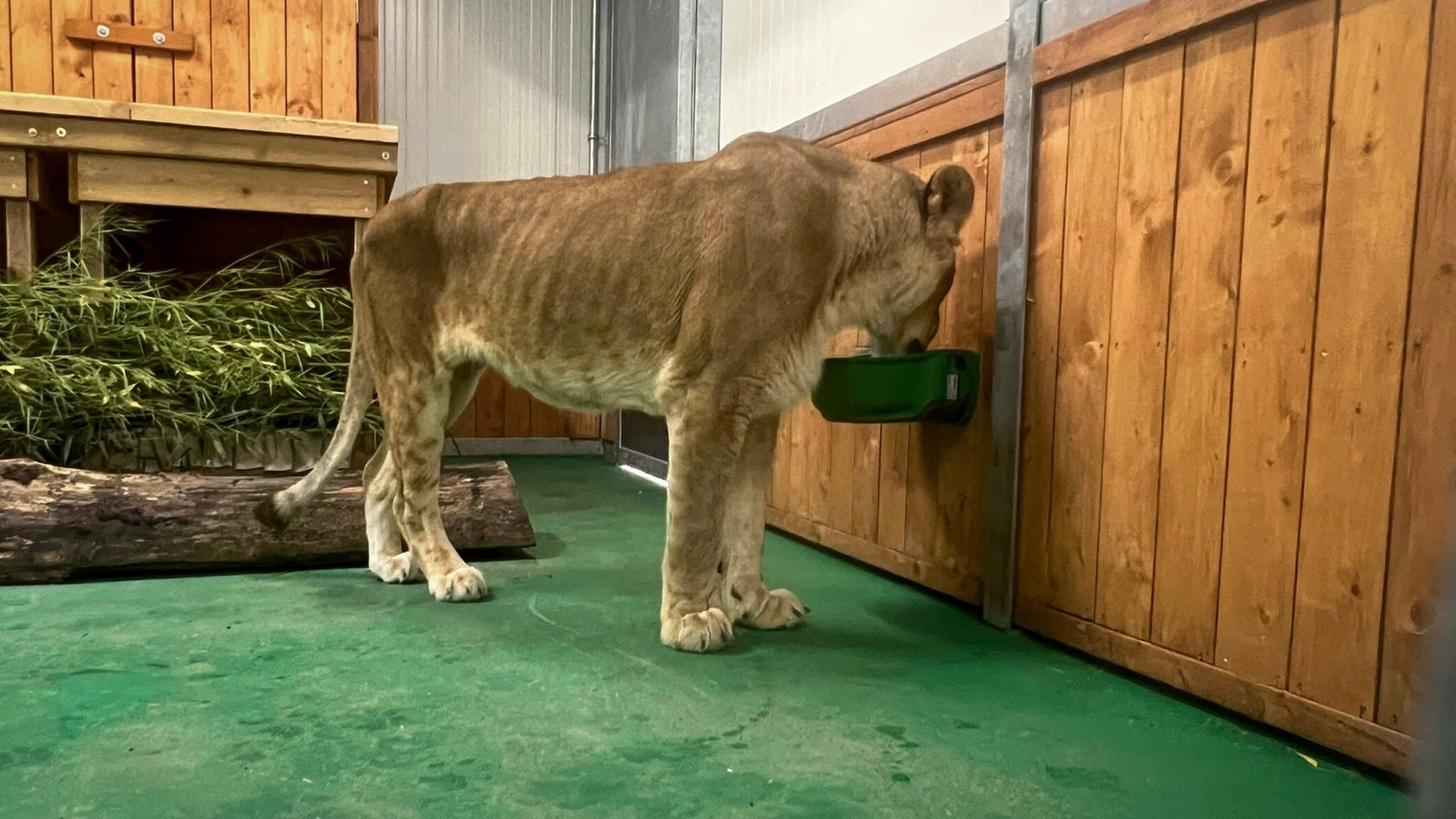 Löwin ist in Tierauffangstation in der Südwestpfalz angekommen