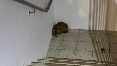 Ein Fuchs hat sich in ein Pflegeheim in Kaiserslautern verirrt und dort im Treppenhaus geschlafen.