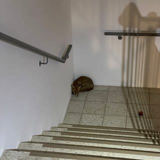 Ein Fuchs hat sich in ein Pflegeheim in Kaiserslautern verirrt und dort im Treppenhaus geschlafen.