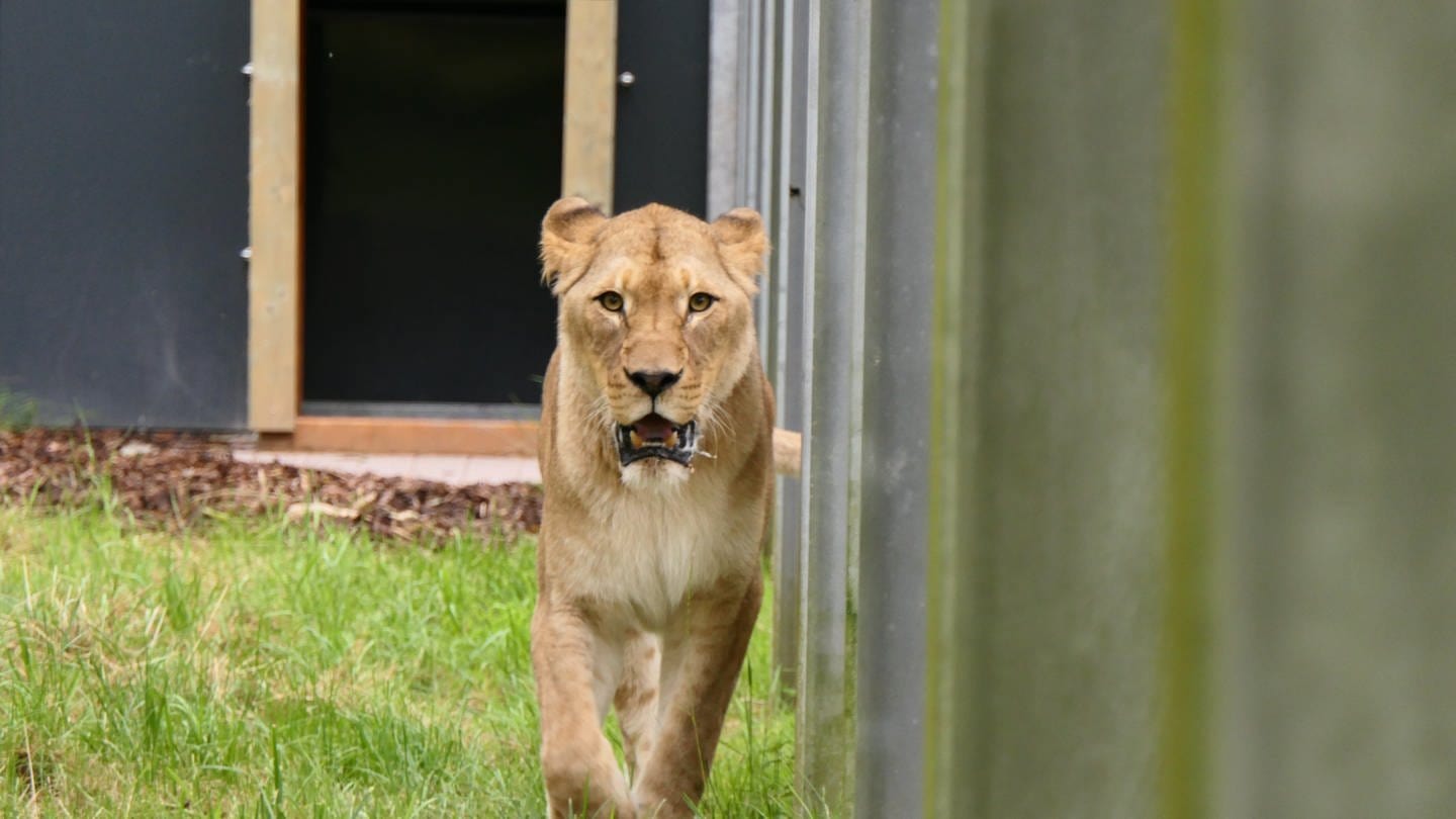 Löwin Manuschka darf zum ersten Mal in ihr Außengehege in der Tierauffangstation Massweiler.