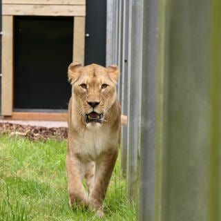 Löwin Manuschka darf zum ersten Mal in ihr Außengehege in der Tierauffangstation Massweiler.