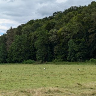 Störche im Wiesental bei Mittelbach 