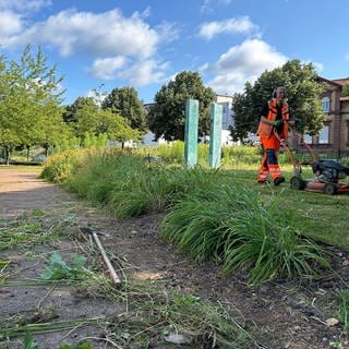 Das städtische Gärtner-Team in Pirmasens kümmert sich um die Pflanzen neben dem Bahnhof. In diesem Jahr muss in Pirmasens besonders viel Grün geschnitten werden, da das Klima den Wuchs begünstigt hat.