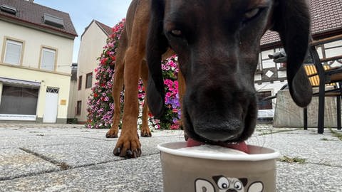 Hündin Klara probiert das Hundeeis in der Sorte Leberwurst von der Eisdiele L`Angolo in Kirchheimbolanden.