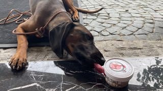 Hündin Klara probiert das Hundeeis in der Sorte Leberwurst von der Eisdiele L`Angolo in Kirchheimbolanden.