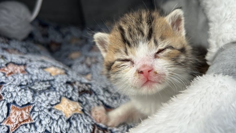 Die ersten Sonnenstrahlen im Gesicht: Dieses kleine Kitten ist dem Tod nur knapp entkommen, ohne eine 247 Betreuung hätte es das Kätzchen vermutlich nicht geschafft. 