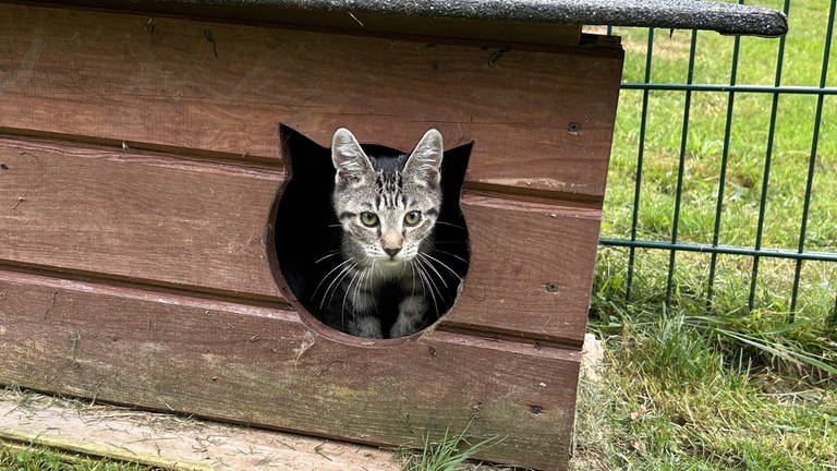 Nein, dieser wenige Wochen alte Tiger ist alles andere als schüchtern. Auch wenn es danach aussieht: der Schein trügt! Er hat es "faustdick hinter den Ohren". 