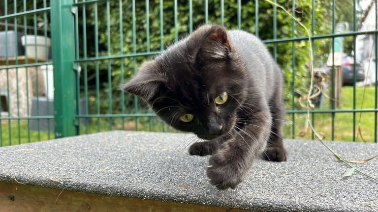 Sorglos und vorwitzig spielt dieses wenige Wochen alte Kitten heute mit Gräsern, Spielzeug und allem, was nach Spaß aussieht. Es musste lange von Hand gefüttert werden.