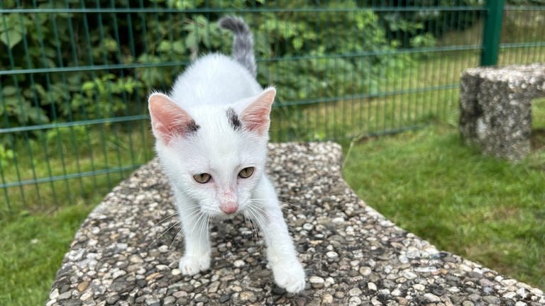 Sie ist eine von knapp 130 Katzen, die allein in diesem Jahr in der Auffangstation in Trippstadt ein neues zu Hause gekommen haben. 